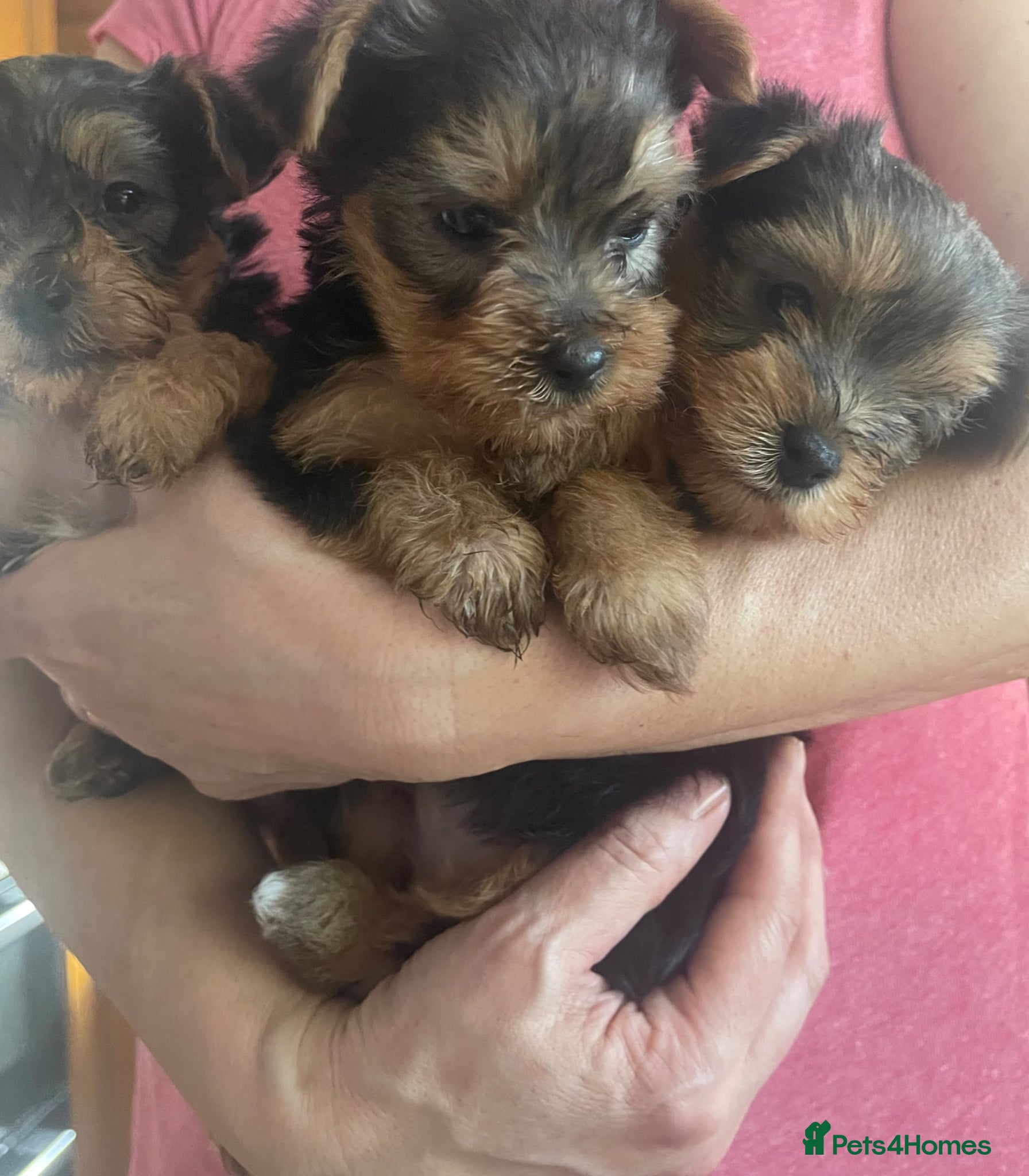 Yorkshire Terrier dogs Tiny Yorkie Puppies – 2 Girls & 1 Boy Ready Soon  - Advert 5