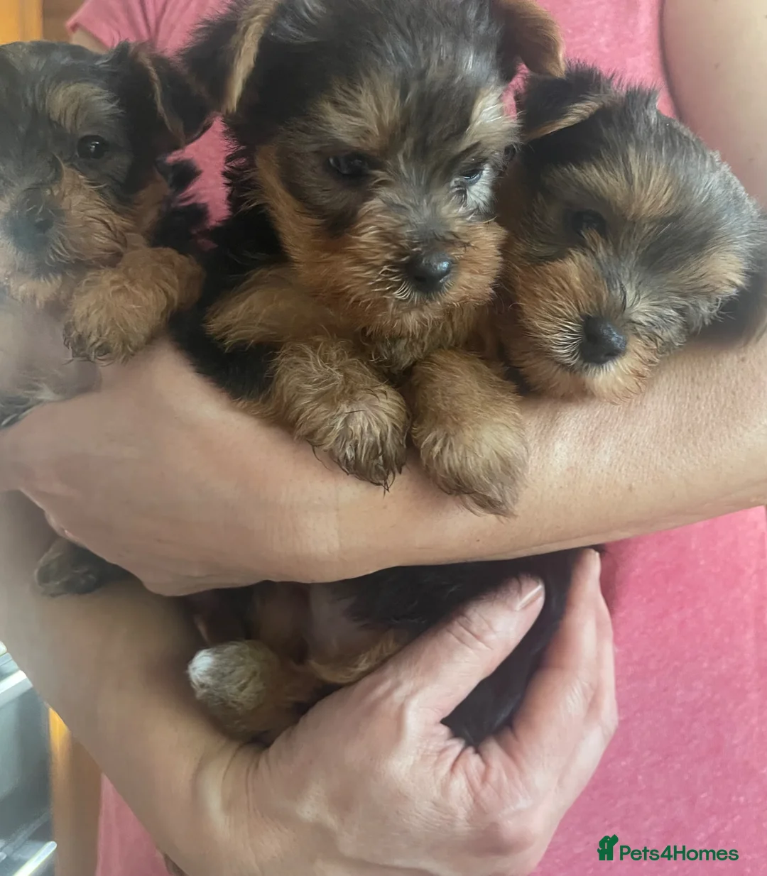 Yorkshire Terrier dogs for sale: Tiny Yorkie Puppies – 2 Girls & 1 Boy Ready Soon  - Advert 1