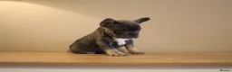 French Bulldog dogs for sale: Stunning Frenchie pups  - Advert 3