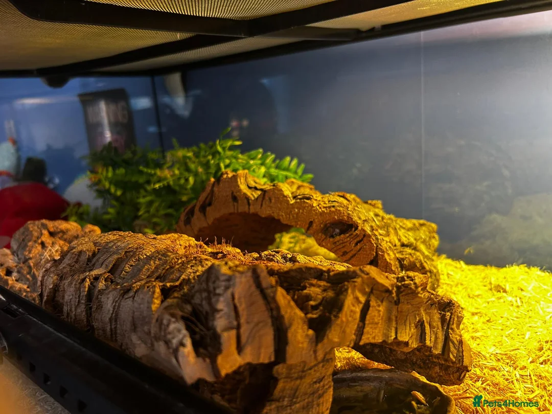 Corn Snake reptiles for sale: Male and Female corn Snakes - Advert 2