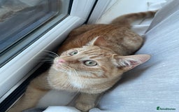 British Shorthair cats for sale: *KITTEN FOR SALE* - Image 1