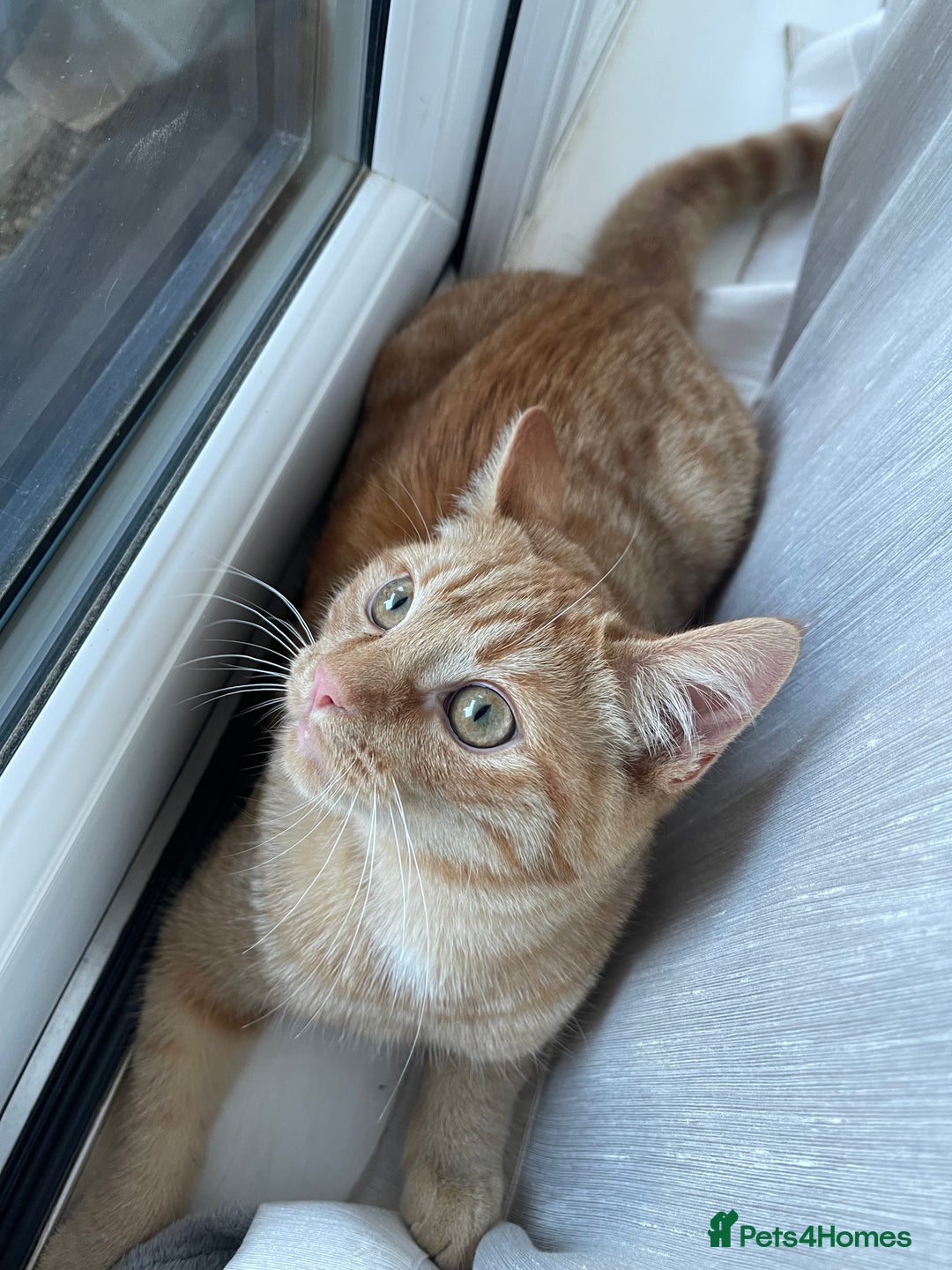 British Shorthair cats for sale: *KITTEN FOR SALE* - Image 1