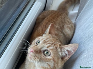 British Shorthair cats - Advert 8