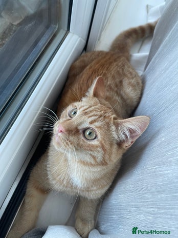 British Shorthair cats - Advert 7