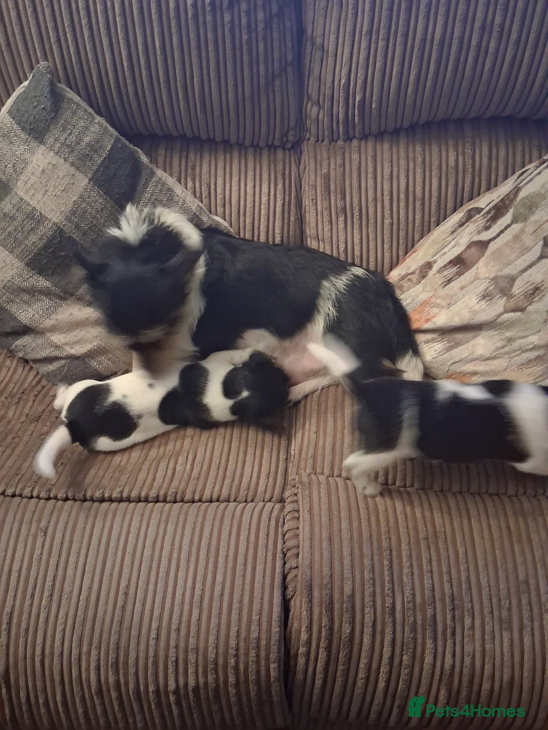 Jack Russell dogs for sale: Jack Russell puppies - Advert 2