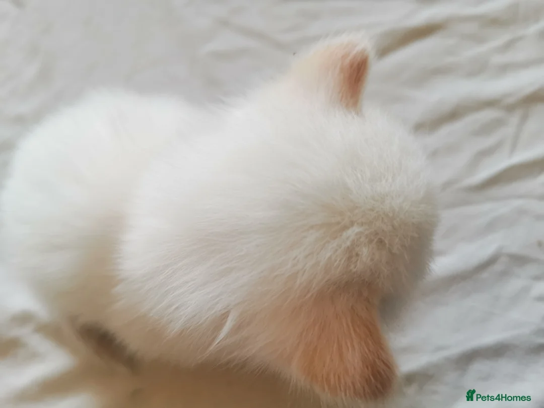 Ragdoll cats for sale: 6 beautiful floofballs 1 flame 5 bluepoint   - Advert 15