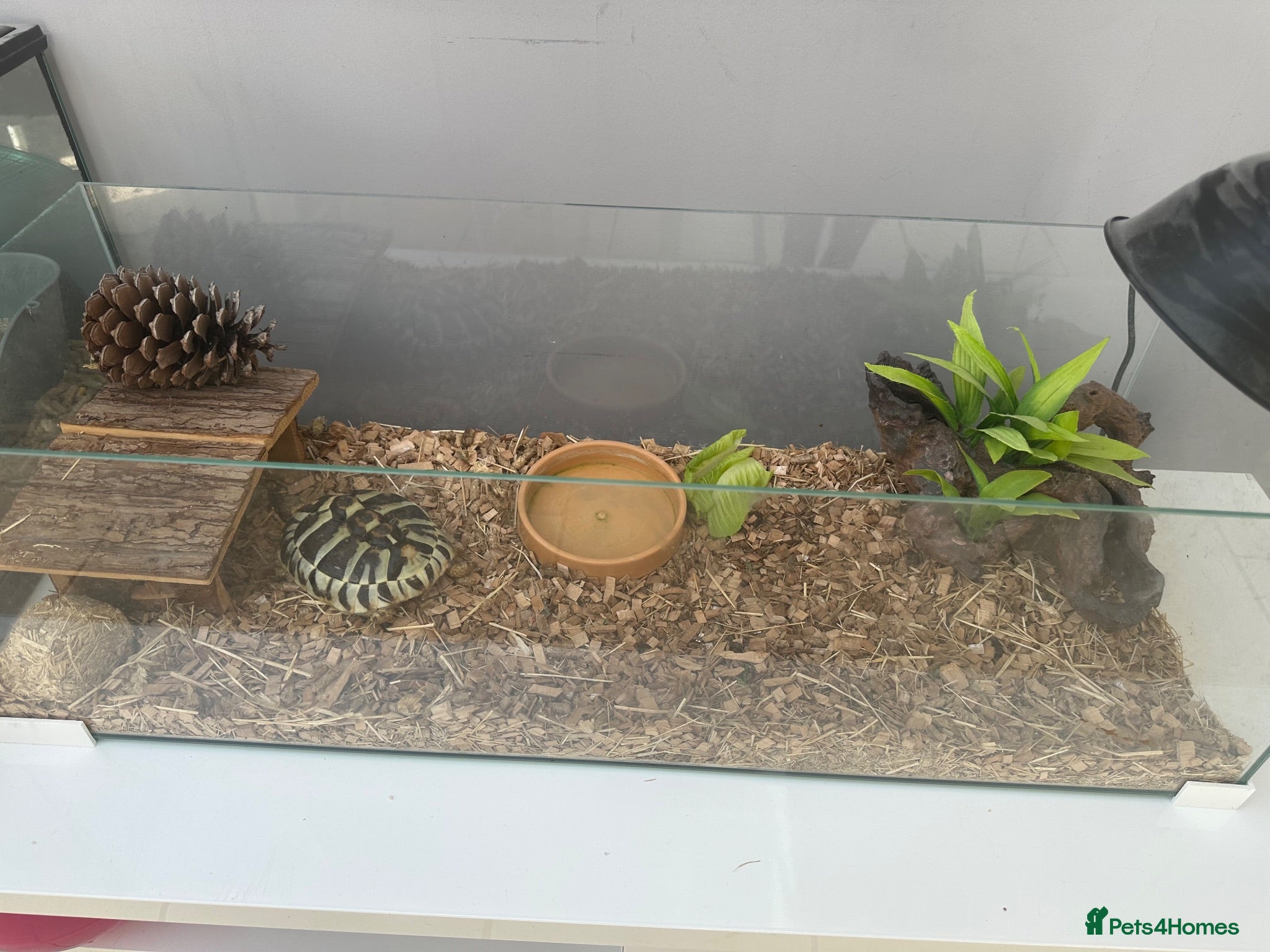 Hermann Tortoise reptiles Herman Tortoise looking for a new loving home - Advert 1