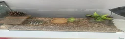 Hermann Tortoise reptiles for sale: Herman Tortoise looking for a new loving home in Southampton - Advert 1