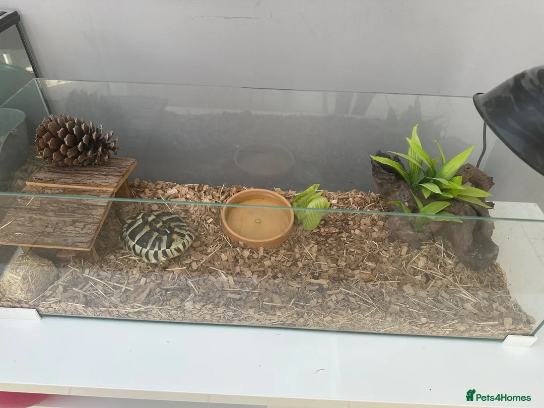 Hermann Tortoise reptiles for sale: Herman Tortoise looking for a new loving home in Southampton - Advert 1