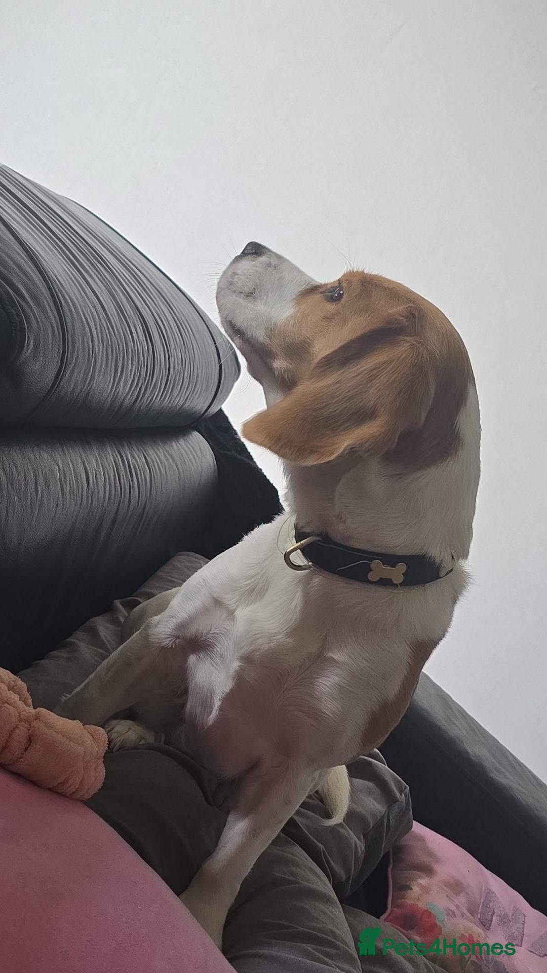 Beagle dogs Bagel the beagle  - Advert 15