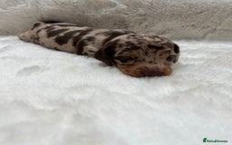 Miniature Dachshund dogs for sale: Smooth Miniature Dachshund Puppies  - Image 2