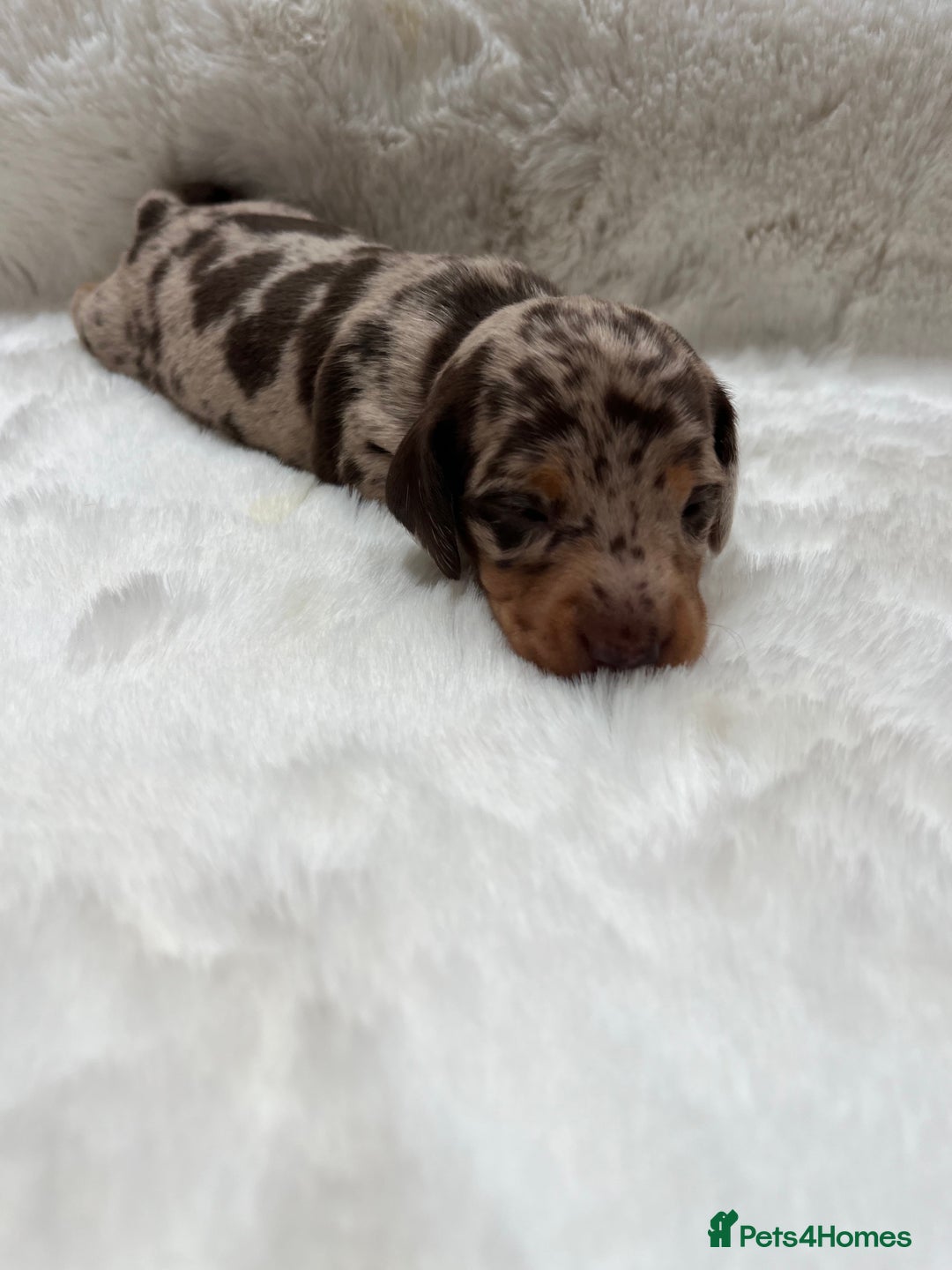 Miniature Dachshund dogs for sale: Smooth Miniature Dachshund Puppies  - Image 2