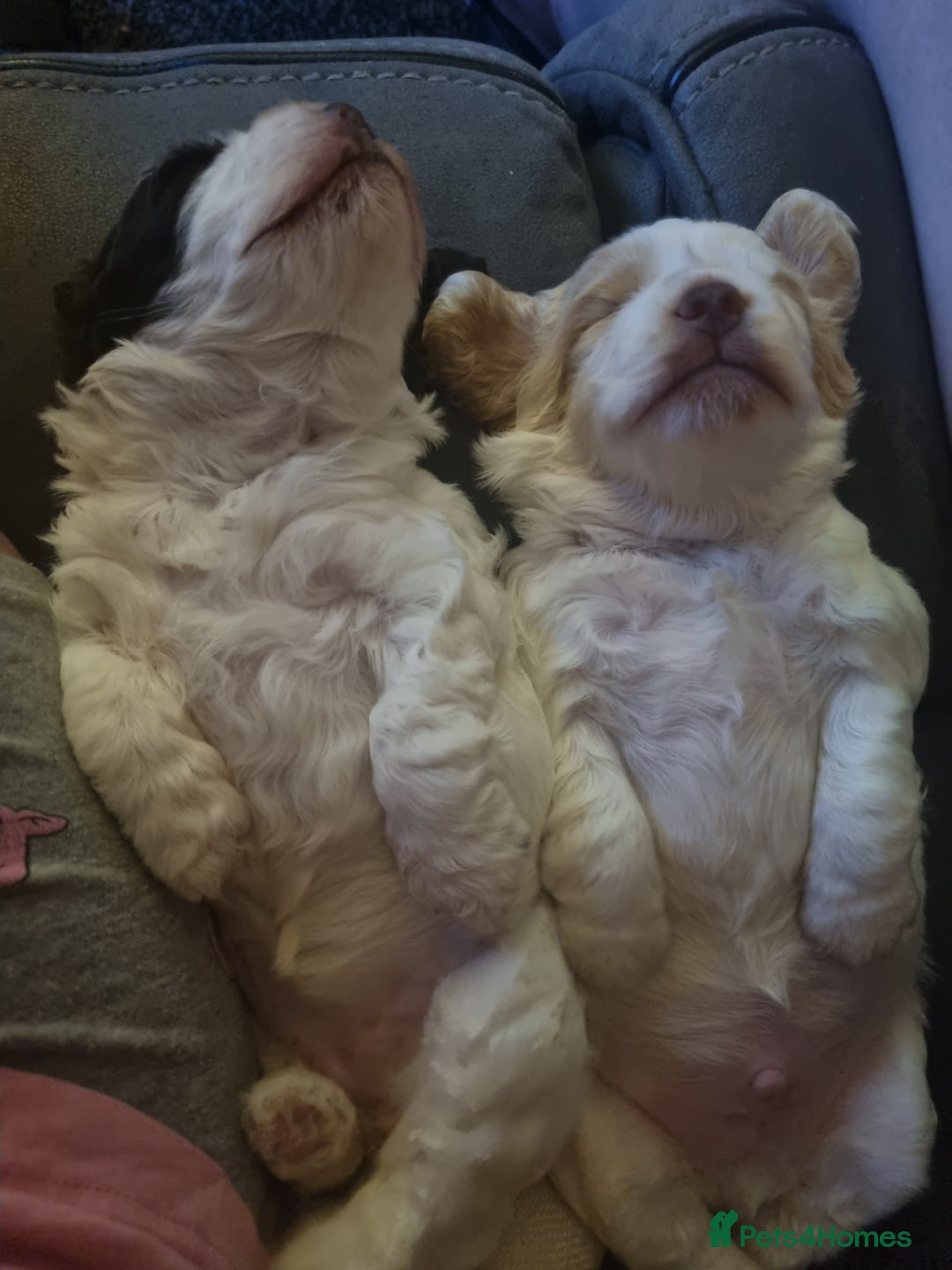 Cockapoo dogs for sale: Beautiful cockapoo boy  in Rotherham - Image 10