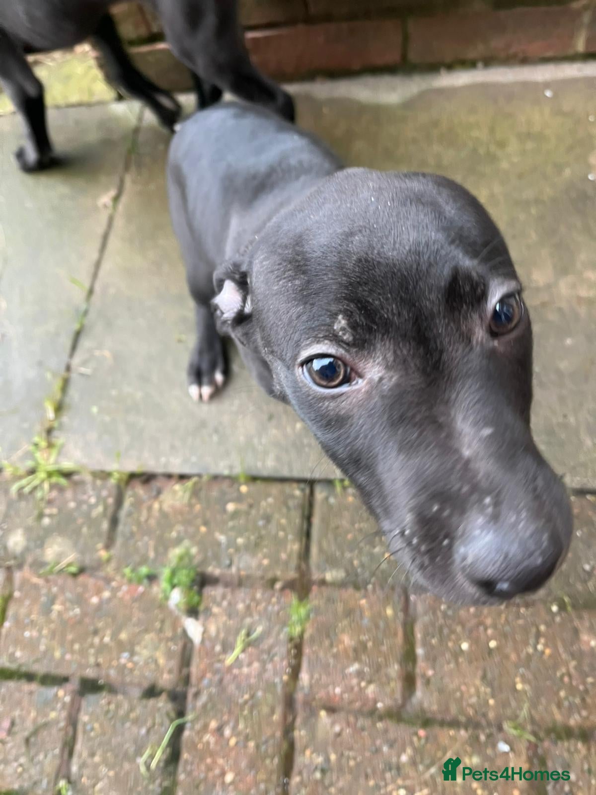 Mixed Breed dogs Puppy - Advert 2