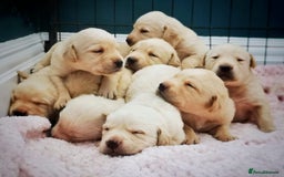 Labrador Retriever dogs for sale:  Beautiful, bouncing Pedigree Pups - Image 5