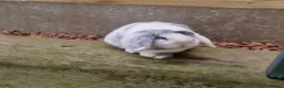 Mini Lop rabbits for sale:  Vienna Blue Magpie mini lop - Advert 2