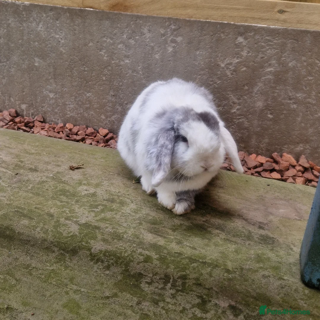 Mini Lop rabbits for sale:  Vienna Blue Magpie mini lop - Advert 2