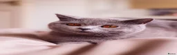 British Shorthair cats for sale:     4 Cute & Playful Kittens for Sale - Advert 3