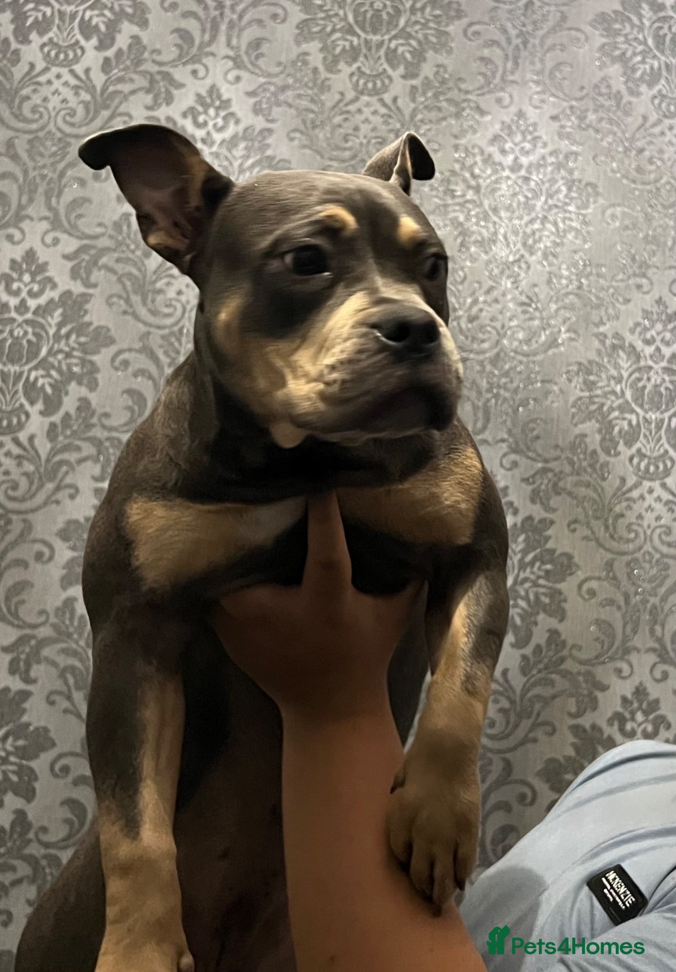 American Bully dogs Lilac Tri American Bully.  - Advert 18