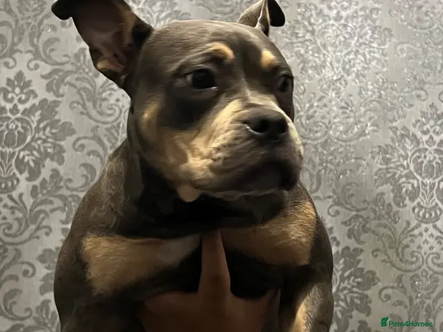 American Bully dogs Lilac Tri American Bully. - Advert 18