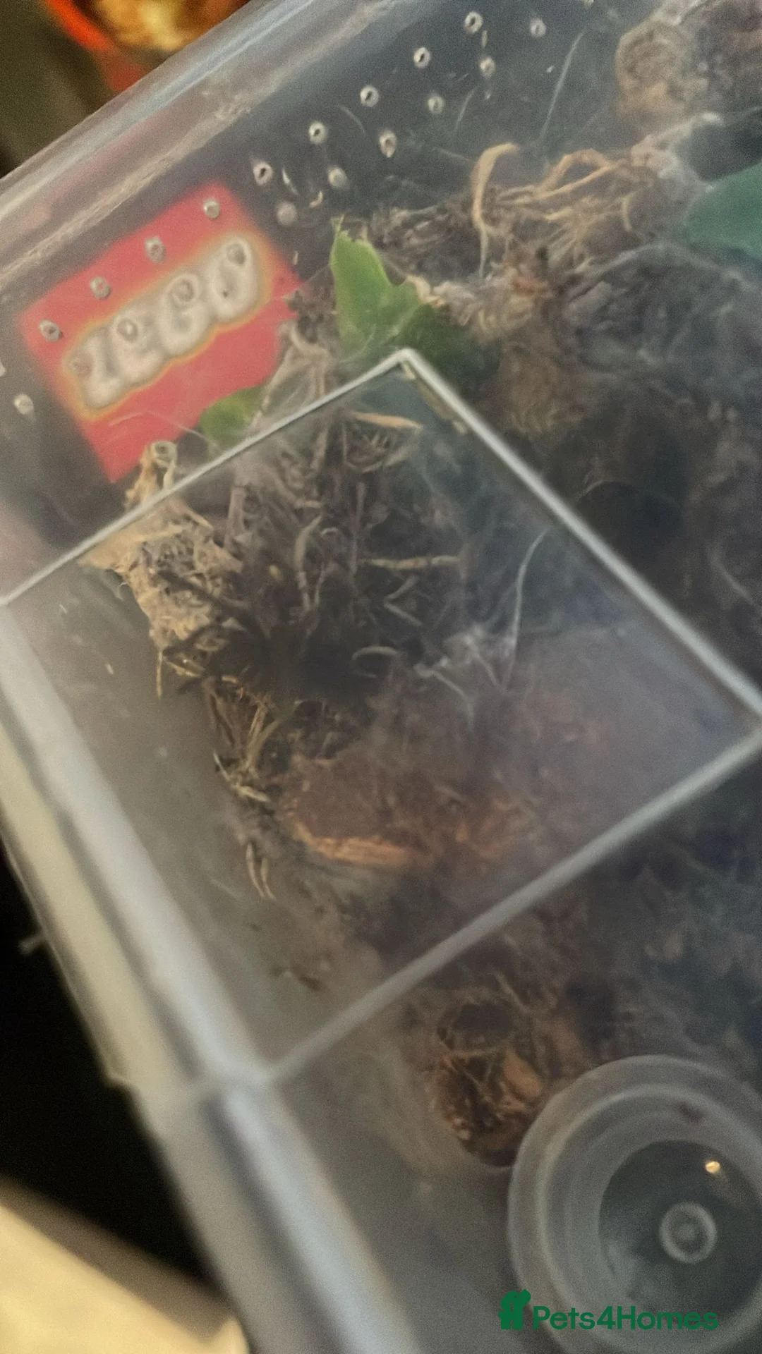 Tarantulas invertebrates for sale: Versi, curly hair, electric blue - Advert 4