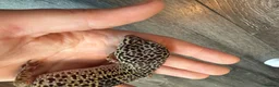 Leopard Gecko reptiles for sale: Community of leopard geckos  - Advert 11