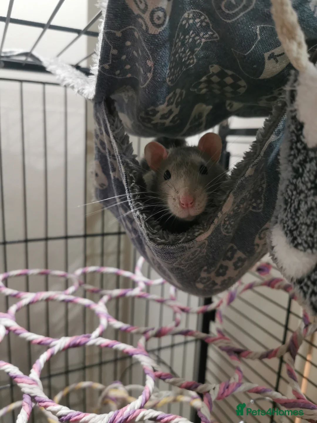 Rat rodents for sale: Free rats male with cage and accessories  - Advert 6
