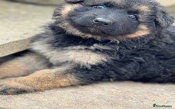 German Shepherd dogs for sale: Medium/long haired German shepherd puppies  - Image 17