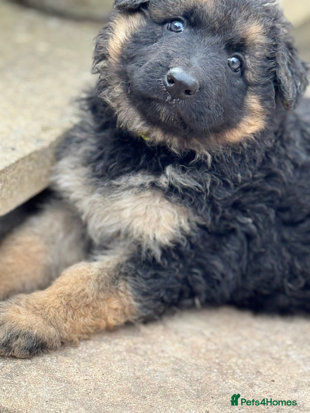German Shepherd dogs for sale: Medium/long haired German shepherd puppies  - Image 17