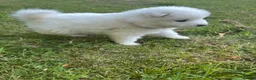 Samoyed dogs for sale:     Adorable Samoyed Puppies Looking for 5★ Homes - Advert 31