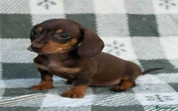 Miniature Dachshund dogs for sale: KC Reg Miniature Dachshund Puppies  - Image 14