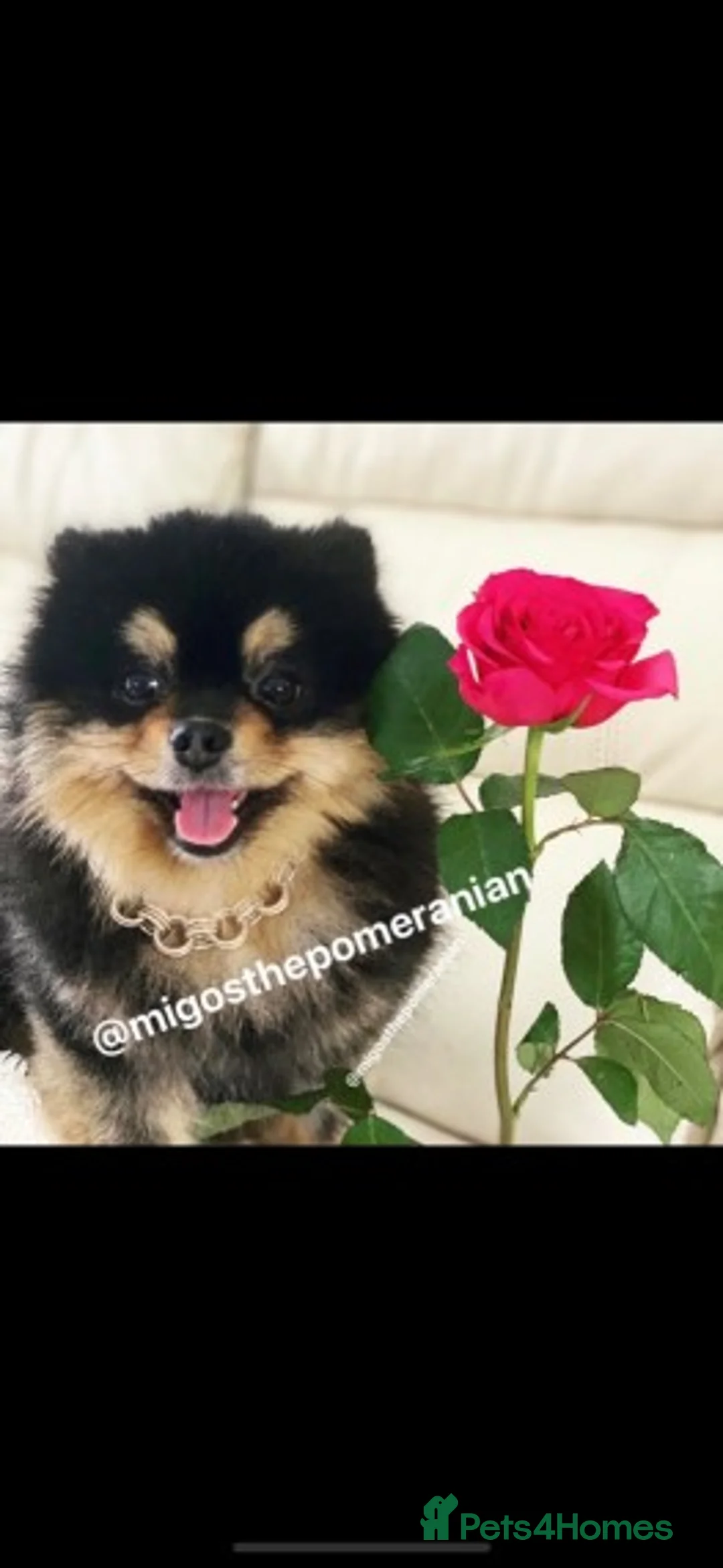 Pomeranian dogs for stud: Well Proven Stunning Black and Tan Pomeranian Stud in Ebbw Vale - Advert 12
