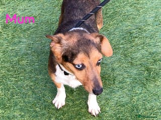 Jack Russell dogs Our 5 beautiful Jack russle pups for sale - Advert 3