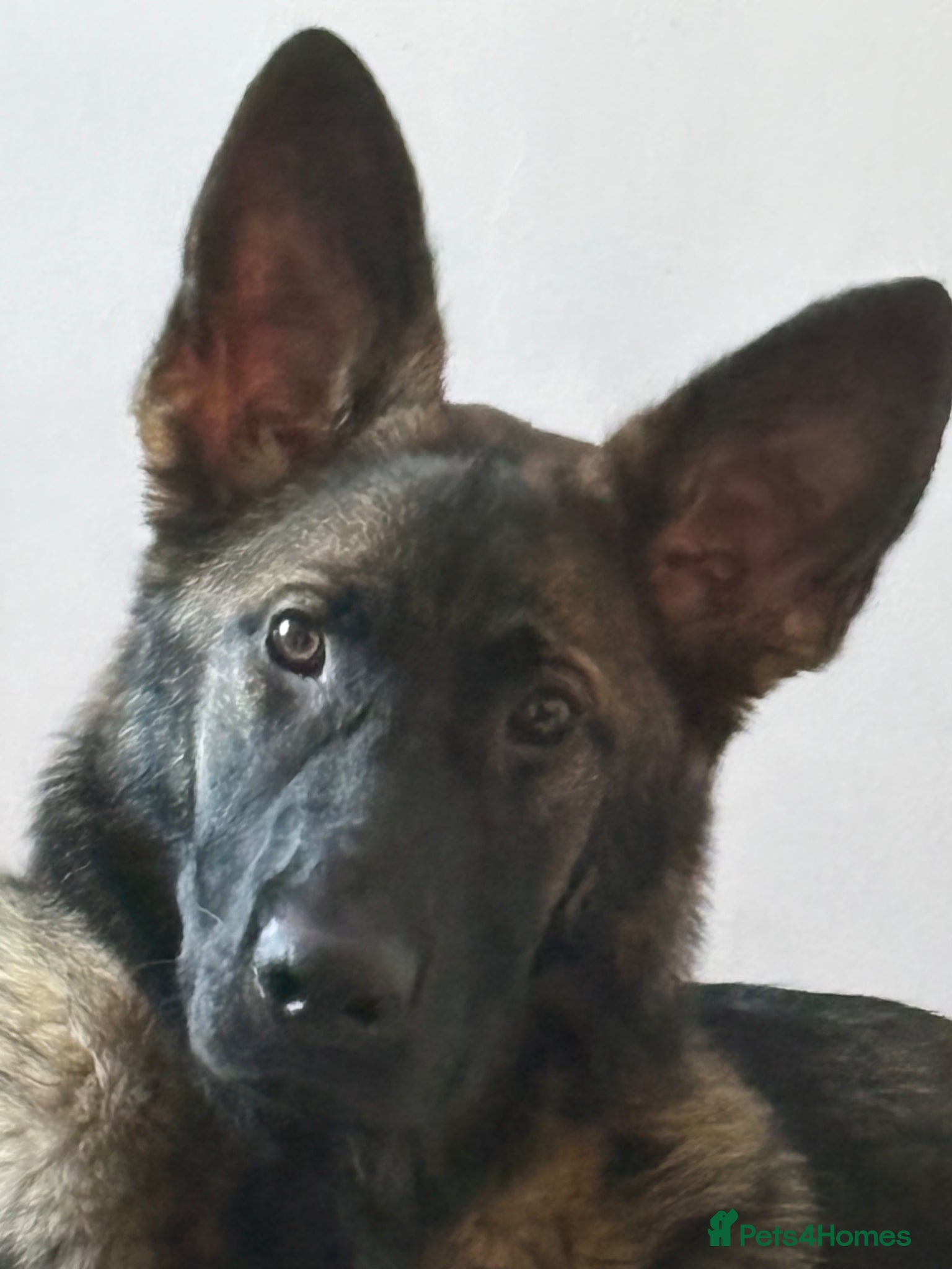 German Shepherd dogs for sale: Simba - Advert 1
