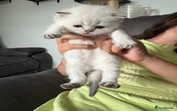 British Shorthair cats for sale: Beautiful GCCF kittens from champion lines  - Image 7