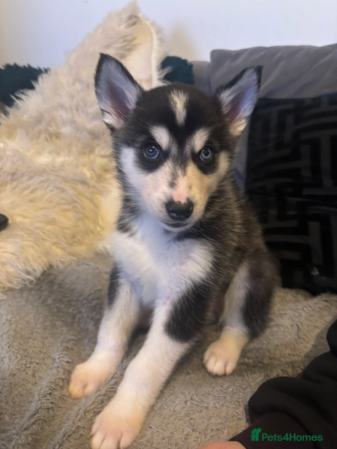 Siberian Husky dogs for sale: 6 beautiful Siberian husky’s🩷 - Advert 5