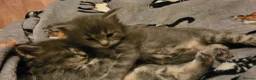 Maine Coon cats for sale: Tica beautiful big Maine Coons boys  - Advert 11