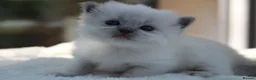 Ragdoll cats for sale: Outstanding Pedigree GCCF Ragdoll Kittens - Advert 12