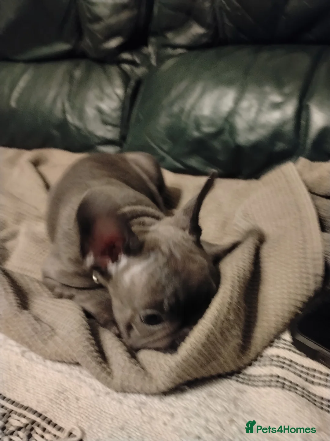 French Bulldog dogs for sale: French bulldog in Runcorn - Advert 5