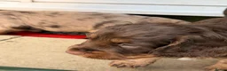 Cocker Spaniel dogs for sale: Beautiful litter of cocker spaniels puppy’s  - Advert 14