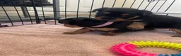 Mixed Breed dogs for sale: Beautiful Patterjack x Yorkshire terrier pups  - Advert 7