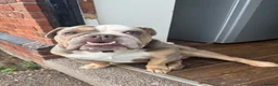English Bulldog dogs for stud: PRINCE HARRY ENGLISH BULLDOG STUD in Market Drayton - Advert 2