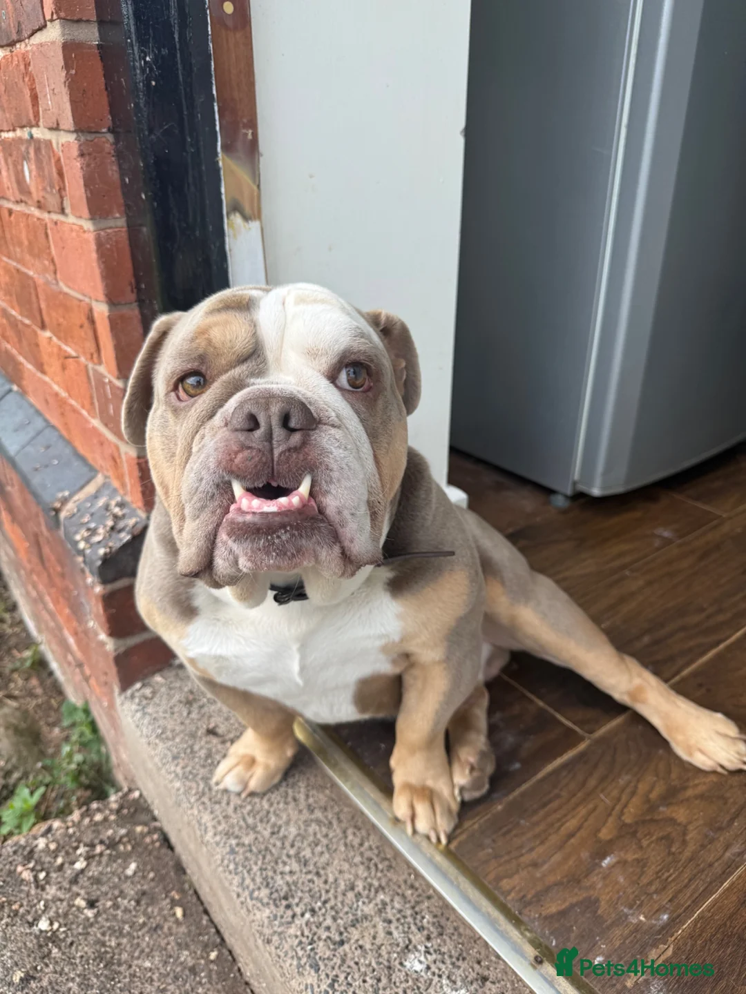 English Bulldog dogs for stud: PRINCE HARRY ENGLISH BULLDOG STUD in Market Drayton - Advert 2