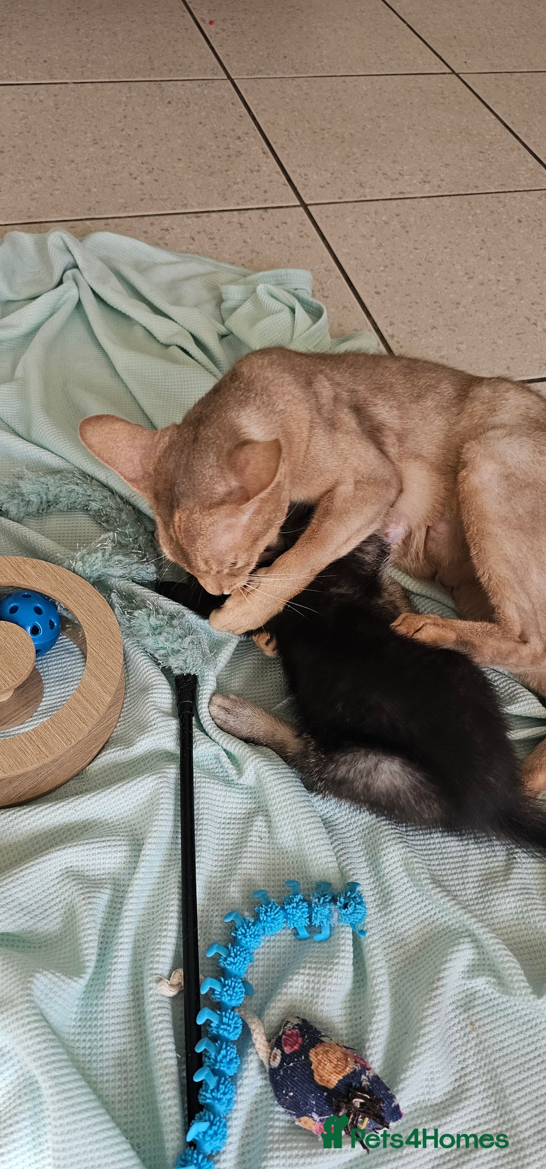 Abyssinian cats for sale: Abyssinian and Bengal x kittens 😻 - Image 4