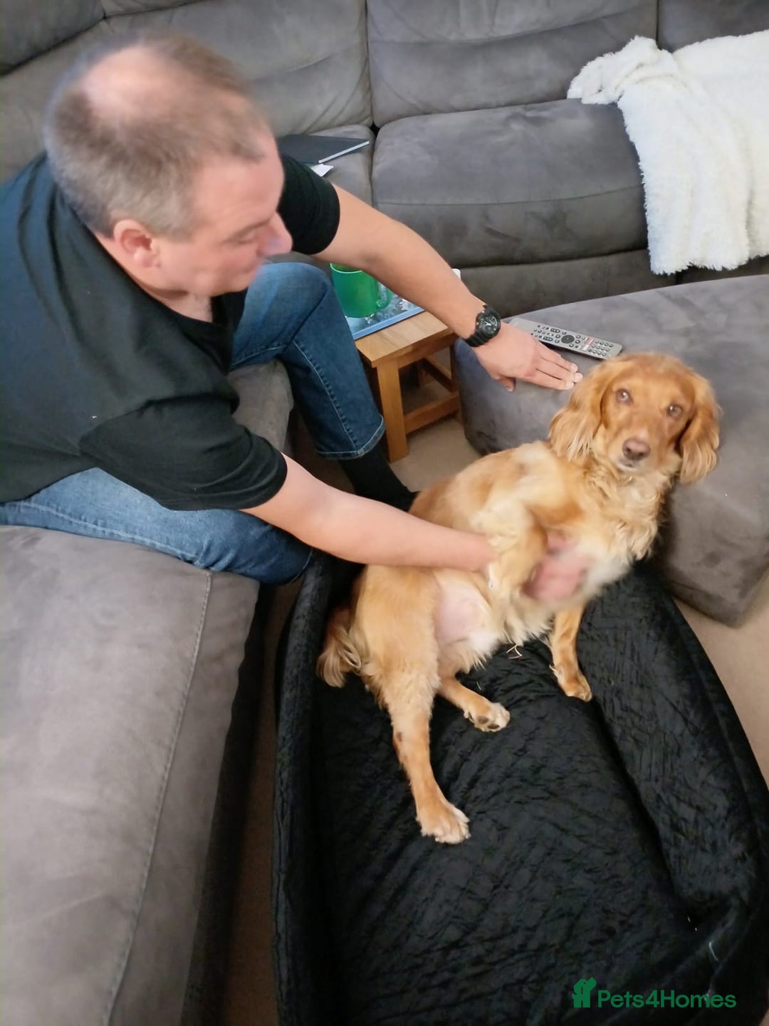 Cocker Spaniel dogs for adoption: Handsome & loyal REGGIE needs a new Loving Home - Image 16