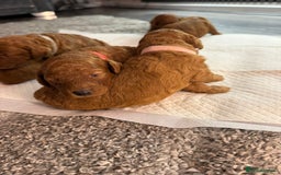 Cavapoo dogs for sale: F1b Cavapoo  - Image 12