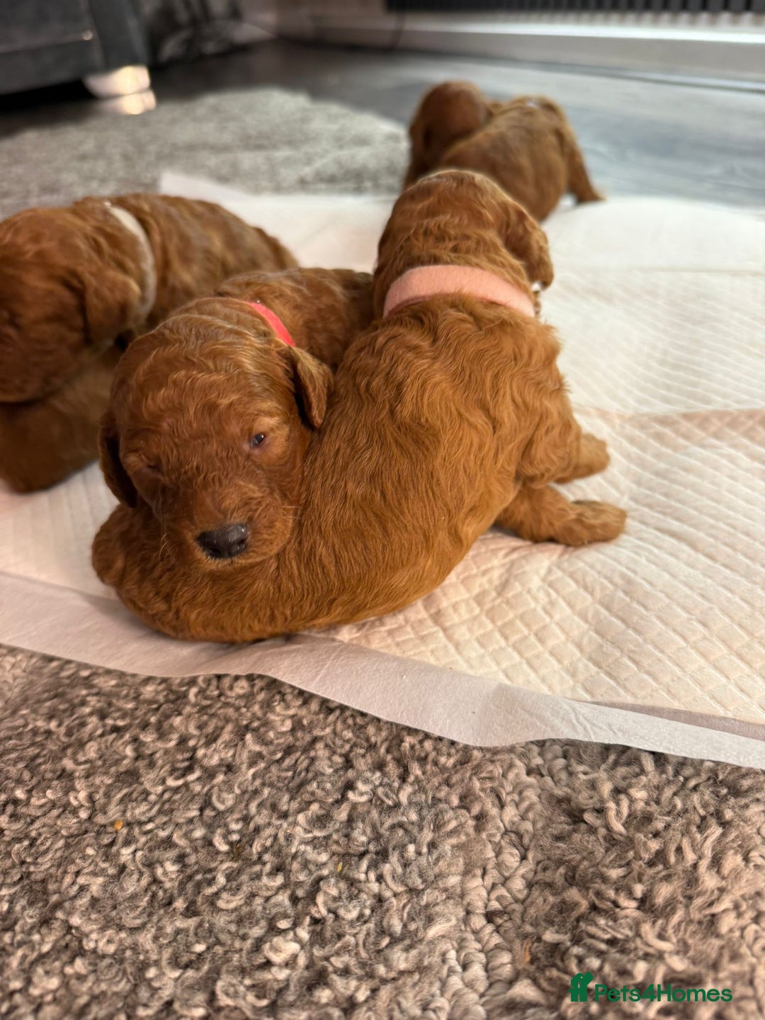 Cavapoo dogs for sale: F1b Cavapoo  - Image 12