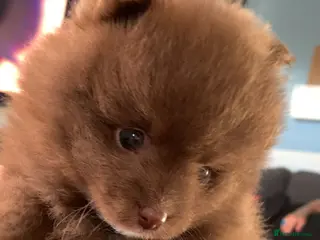 Pomeranian dogs 2 left ready next week grab them before they go - Advert 5