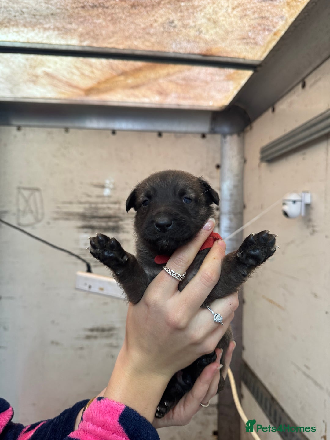 Belgian Shepherd Dog dogs for sale: 10 gorgeous Belgian Malinois pups - Advert 17