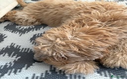 Mixed Breed dogs for sale: Cavapoo - Image 10